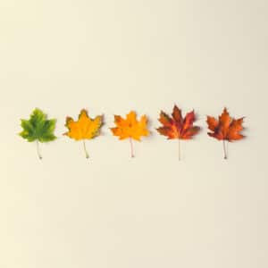 My Prescription for Fall